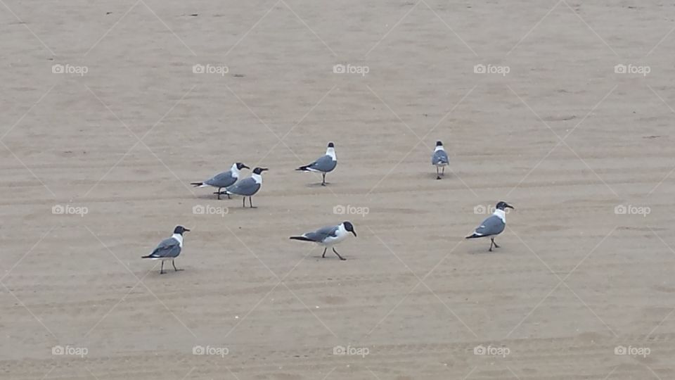 beach gathering