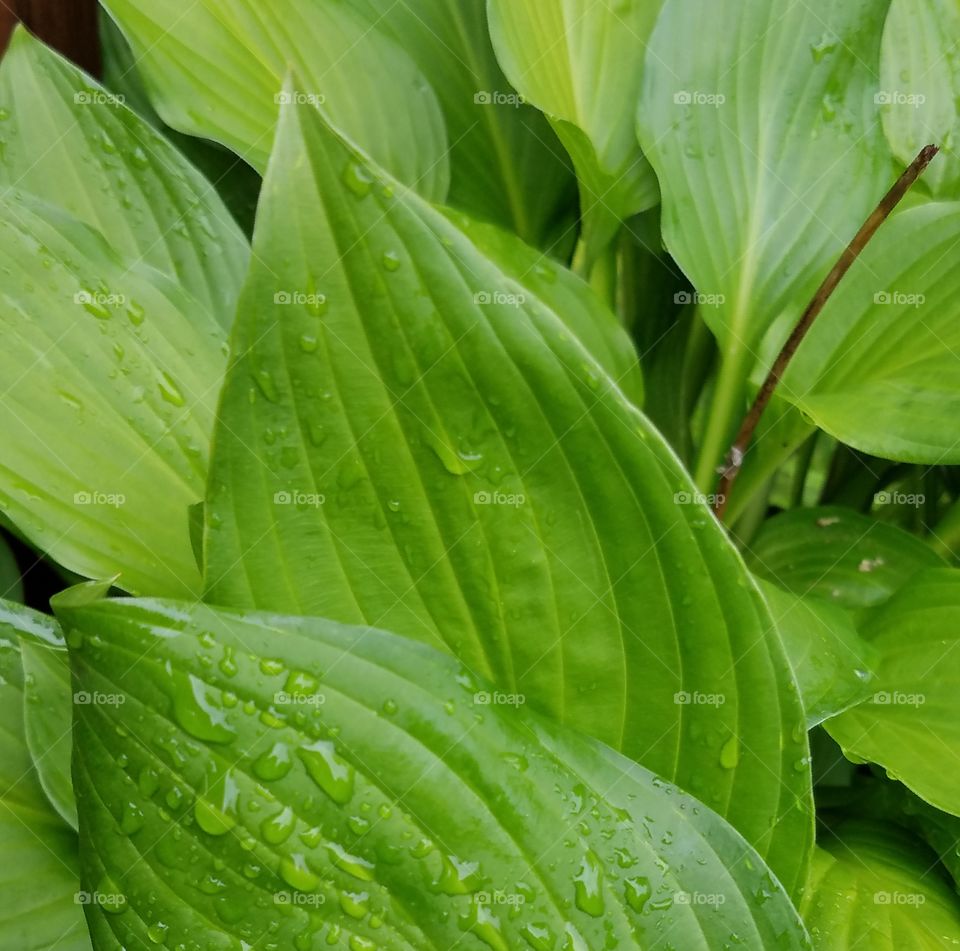 Macro rain covered leaf