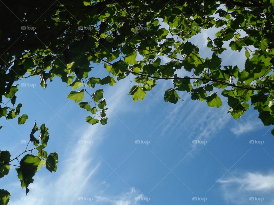 sky and tree leaves