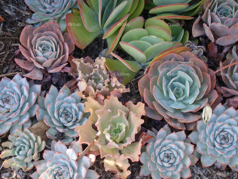 Succulents 