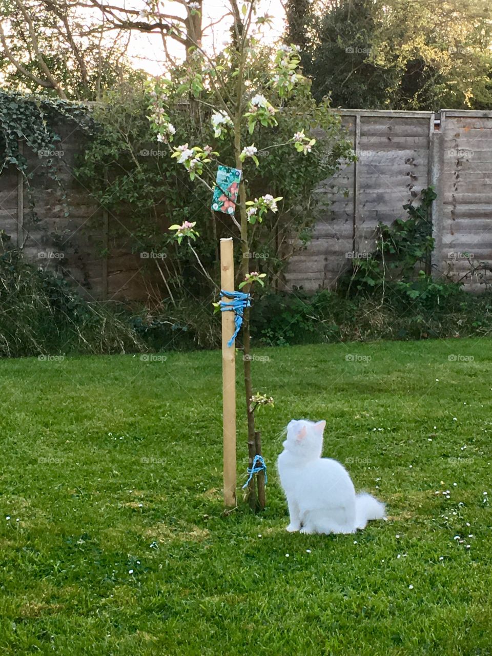 There’s a bee buzzing in the blossom tree. 