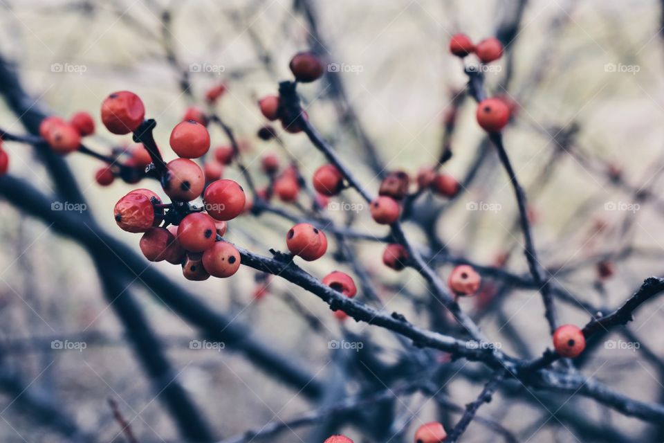 Berries 