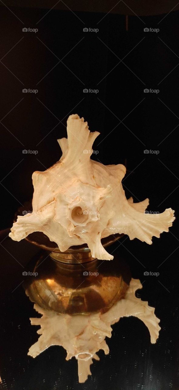 shape is every where.