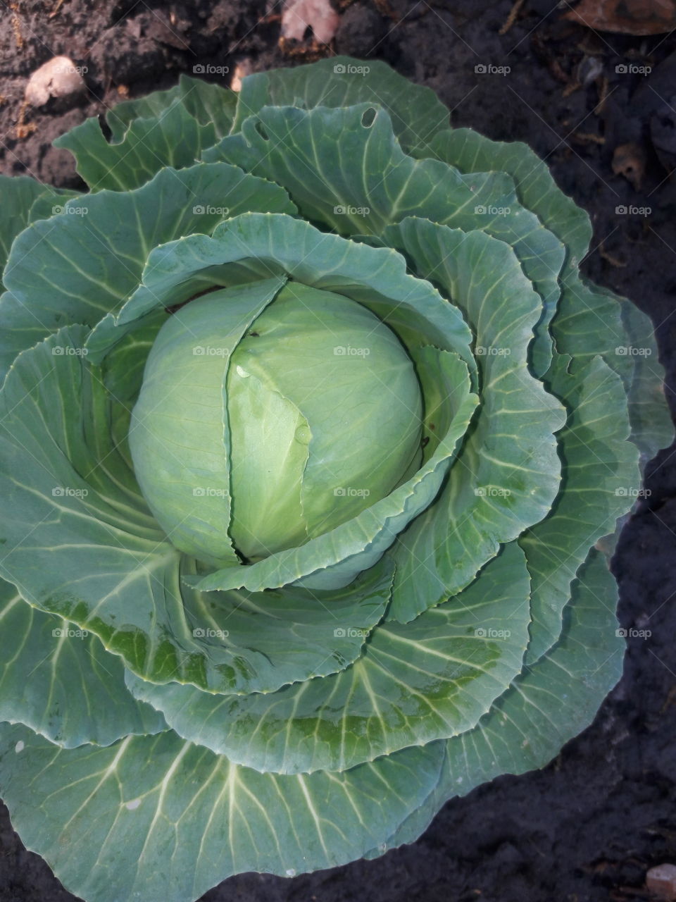 my perfect cabbage