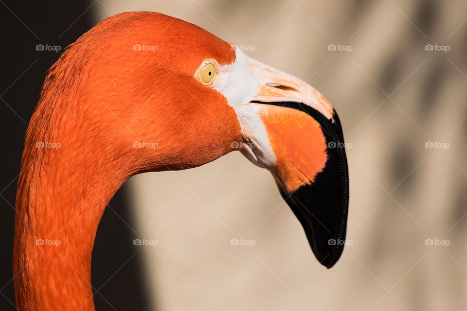 Close-up of flamingo
