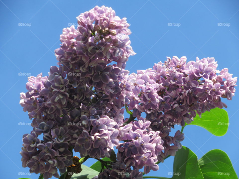 lilac bloomed in my garden
