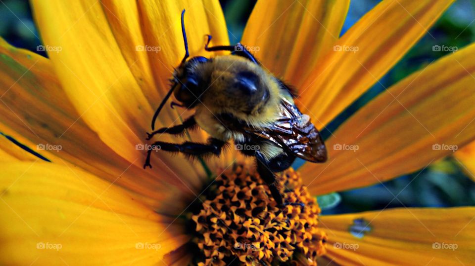 Close up bee