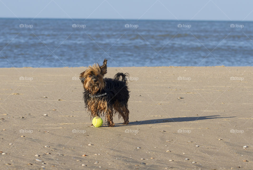Dog plays with ball at the beach