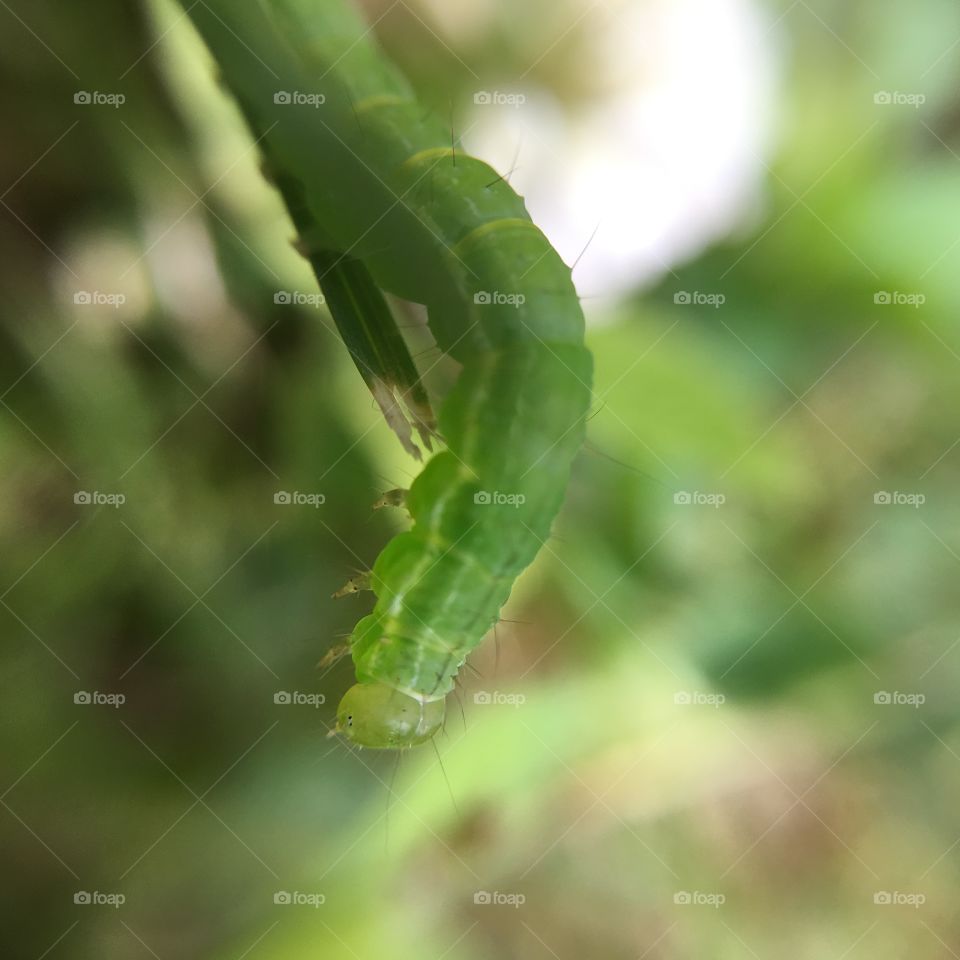 Caterpillar looking down 