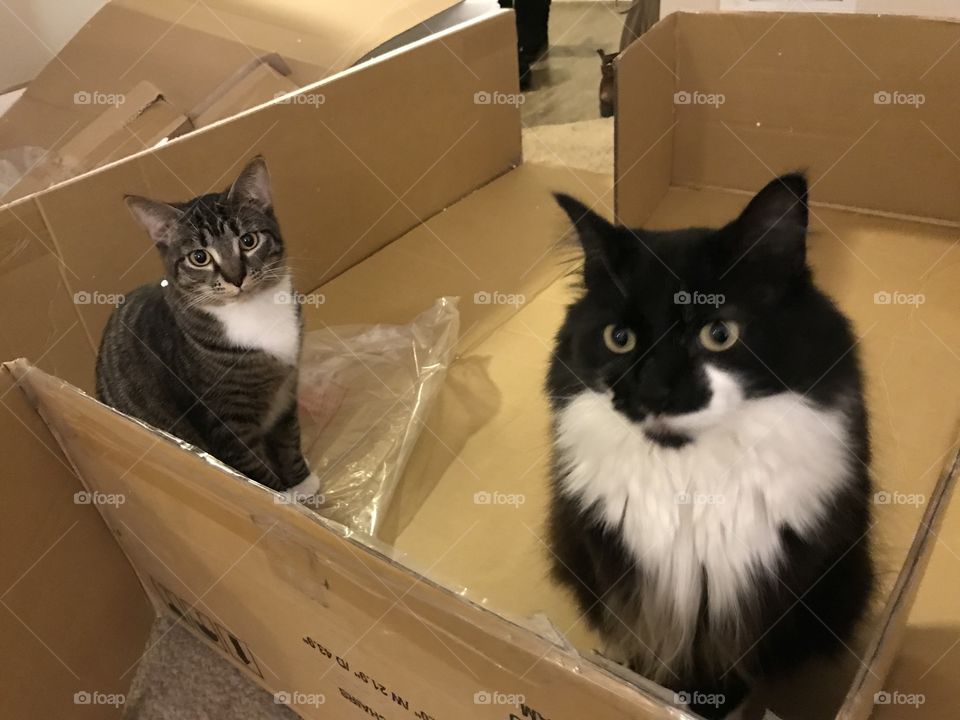Two cats in a box. 