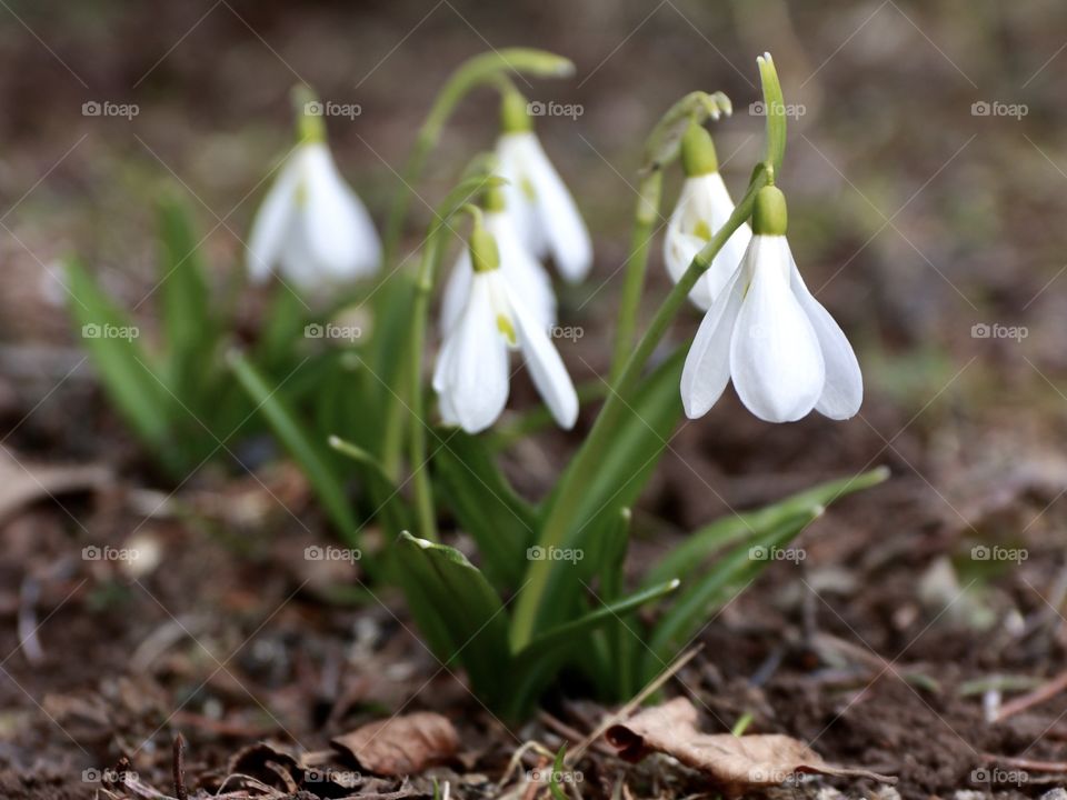 Snowdrops in spring 