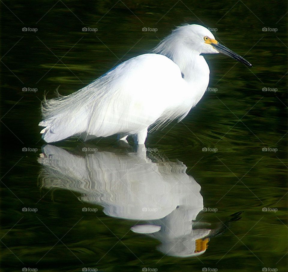 Portrait of a Snowy Egret