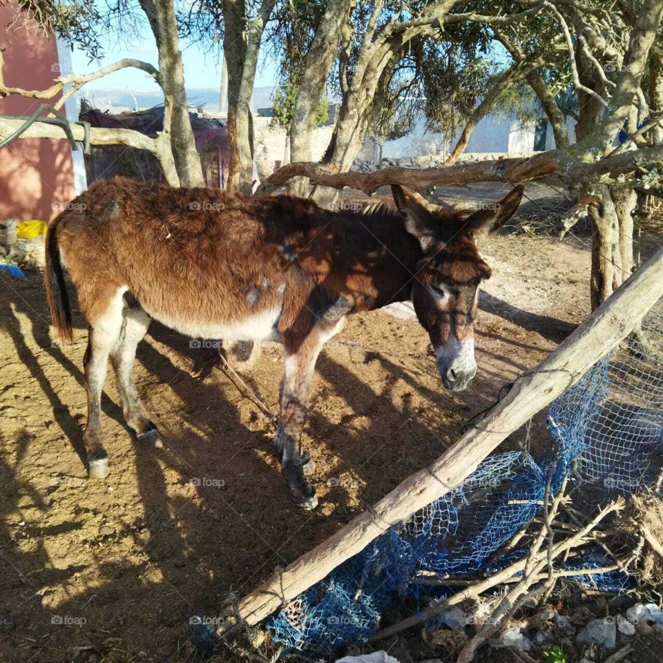 Beautiful donkey in countryside in Morocco.