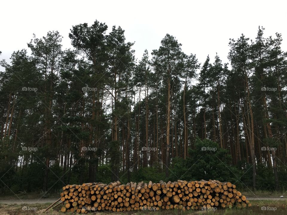 View of stack of logs in forest