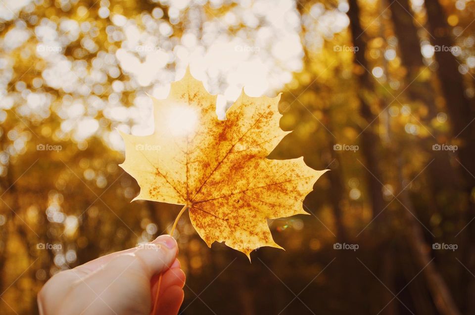 Hand holding yellow autumn leaf