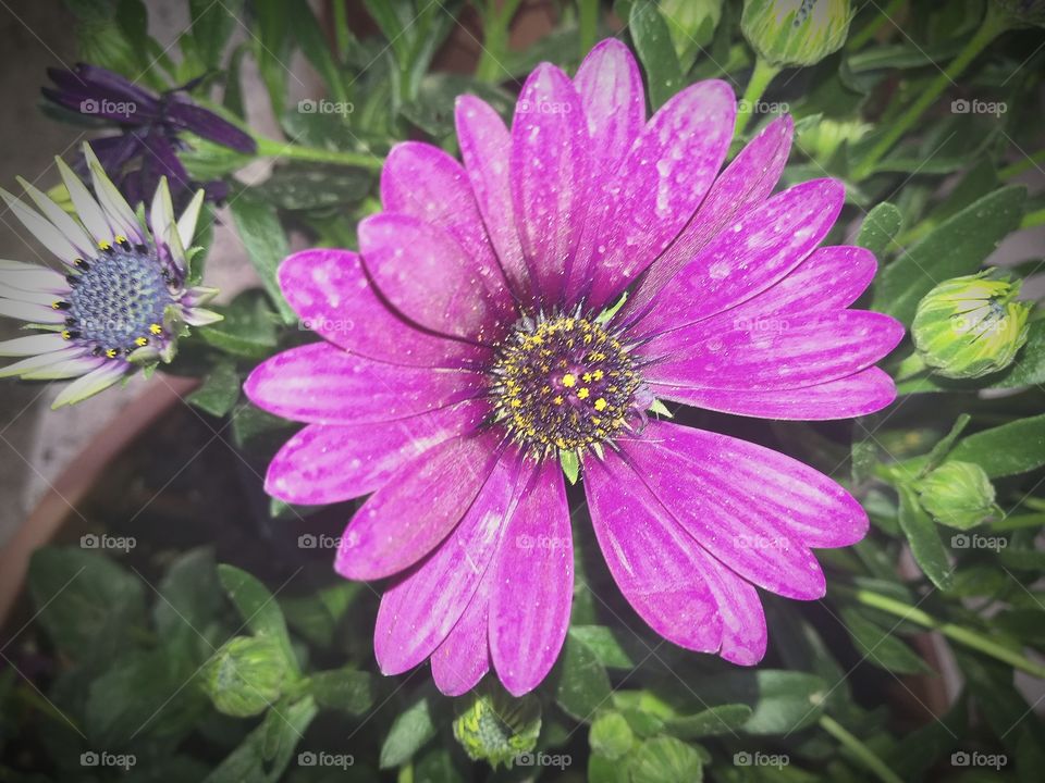 purple beauty flower closeup
