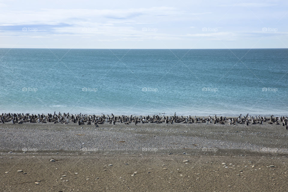 Pinguenera Faro Cabo Virgenes.