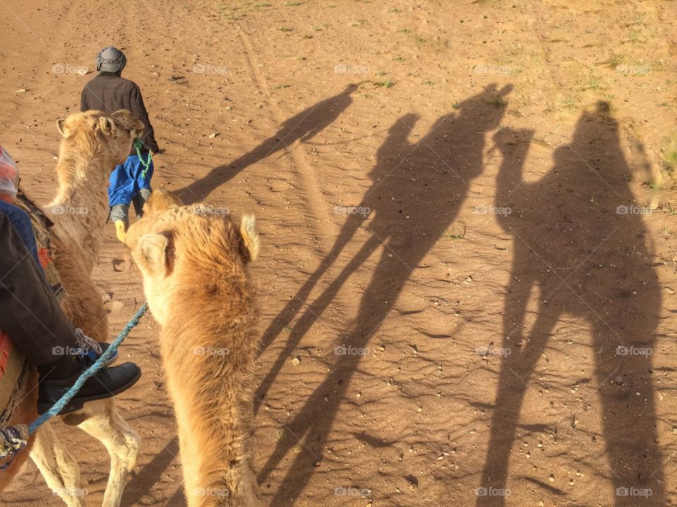 View from a camel!