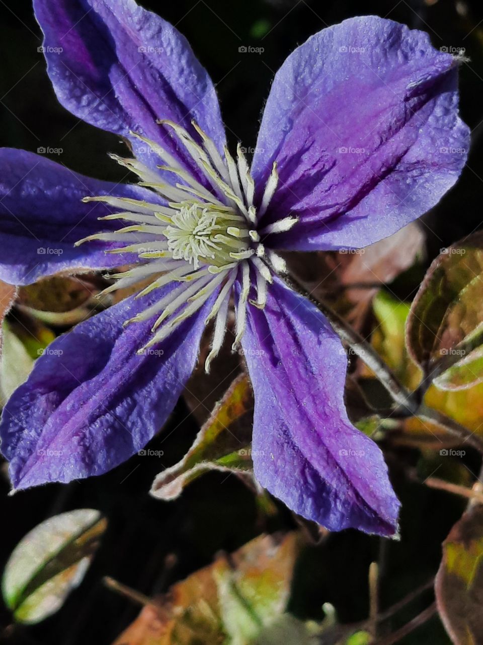 autumnal blooming of clematis