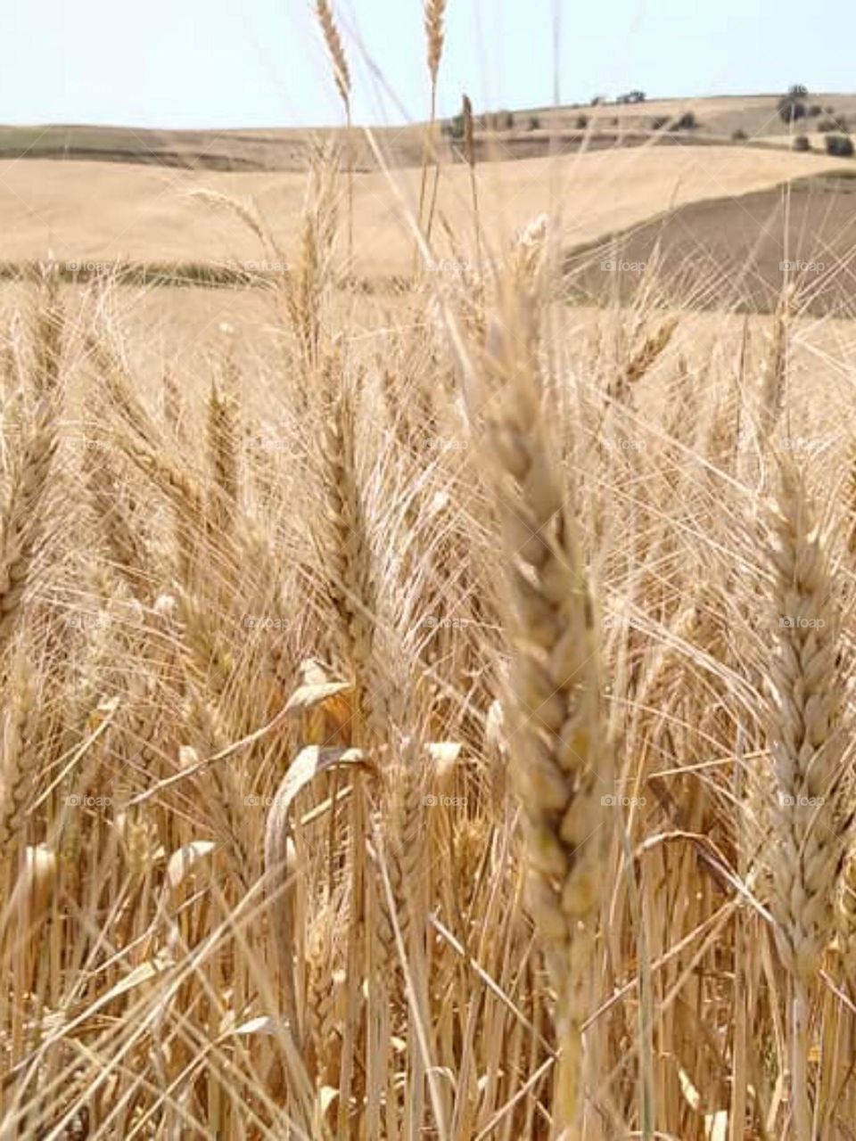 A travel to the pure nature that leads from one side to the green plains and from the other side to the golden wheat fields. The sunrise and sunset of Wheatfield are   dreamy. Walking throug the ears of Wheatfield beneath the sun is feeling great.