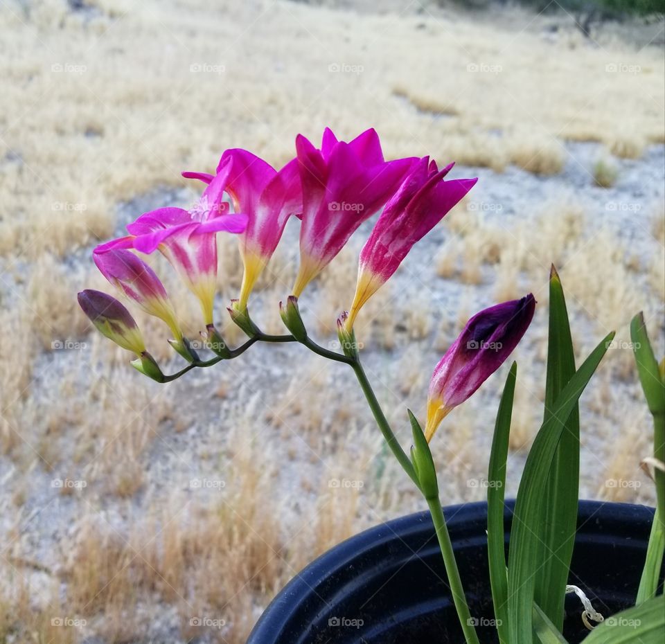 Freesia in the Summer
