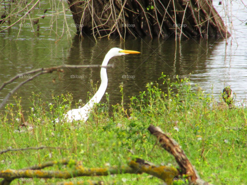 spring, along the American river in Sacramento California by mark sarden