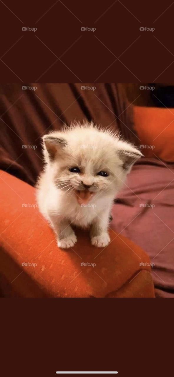 I lost 3 kittens at the age of 5 weeks, and found that one of them loves the camera and receives it with a smile. 🐈 (Photos)