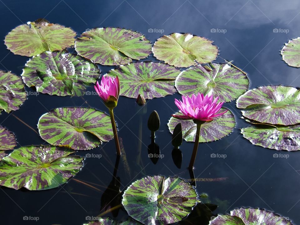 Water lily growing in pond