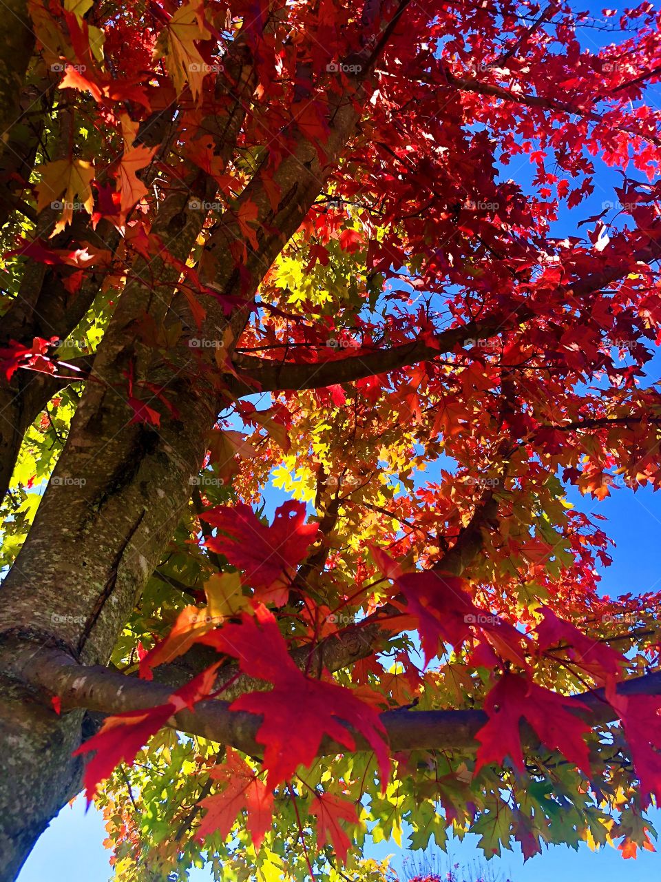 Vibrant autumn foliage from a Virginia October