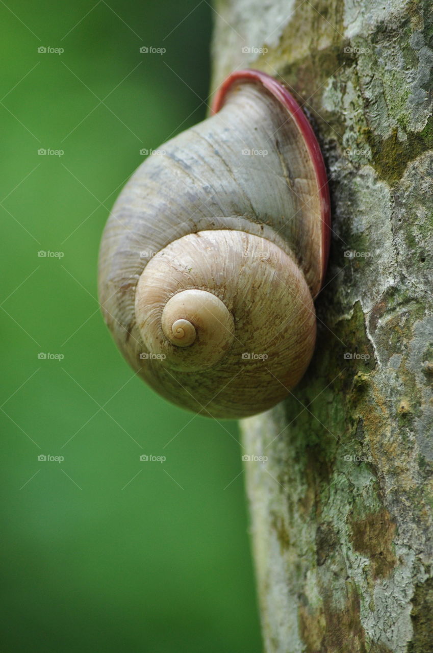 Spiral snail in sri lanka at my village