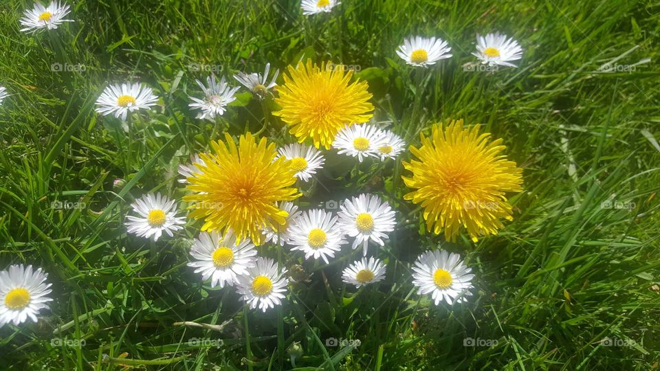Daisy and dandelion do you know weed is beautiful too but I don't know why cut it, for myself I'll leave it and try to grow it more, one again I took this picture from my Samsung galaxy S6