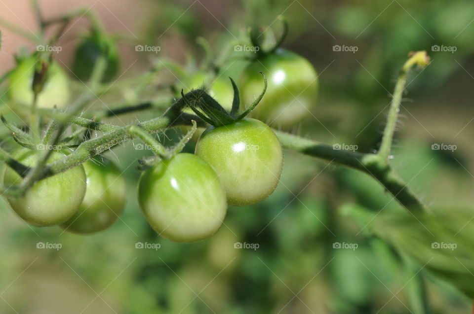 Cherry tomato 
