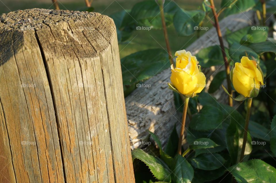 Budding yellow rose