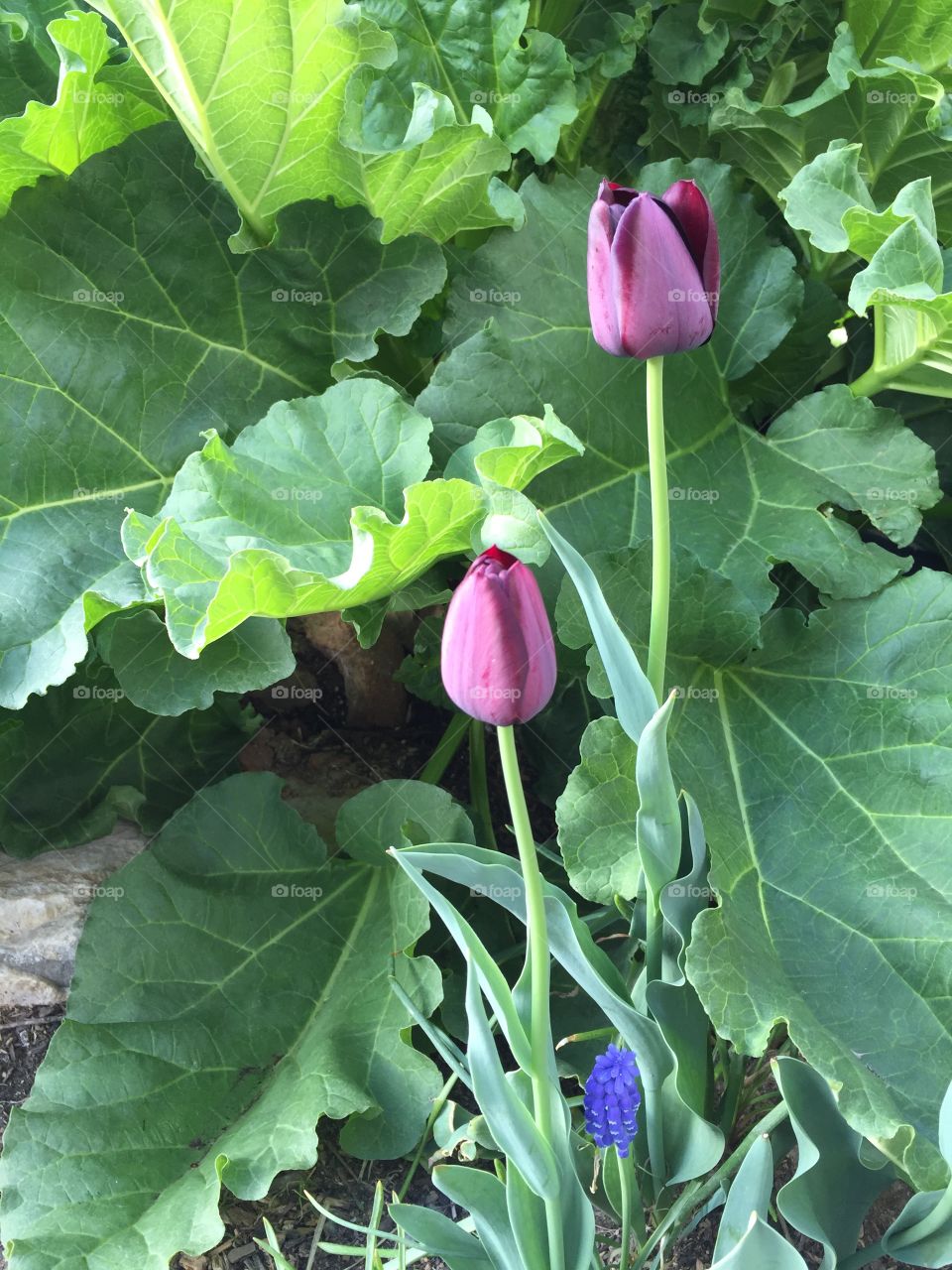 Purple Tulip and Rhubarb