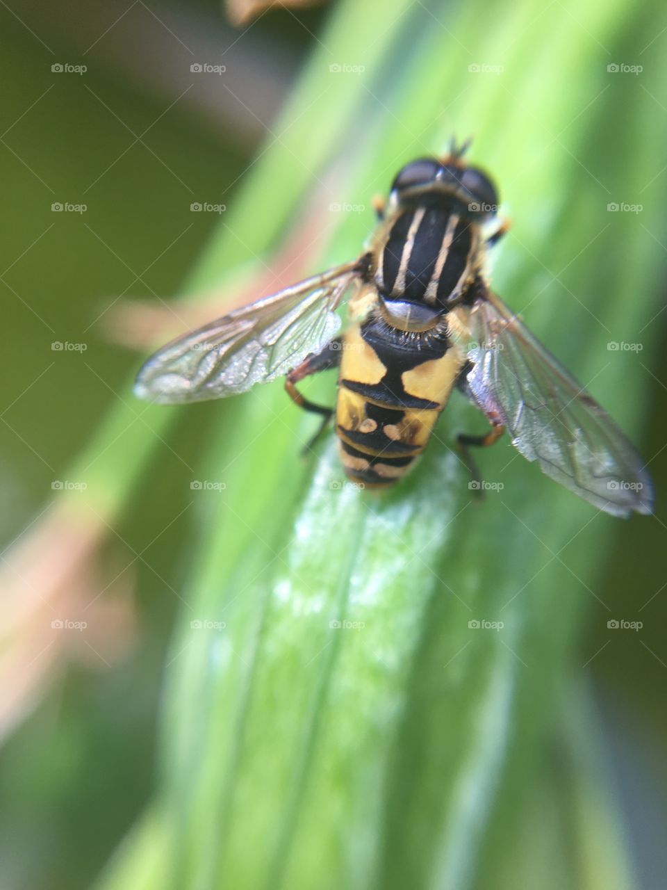 Hover fly life 2