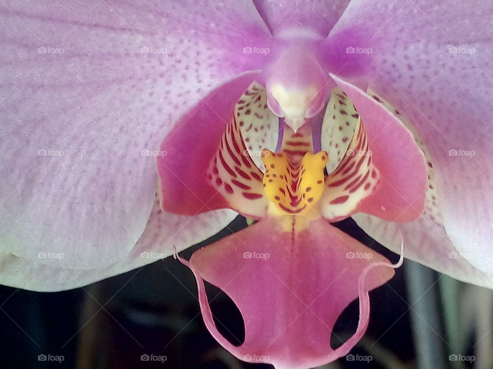 Extreme close-up of a orchid flower