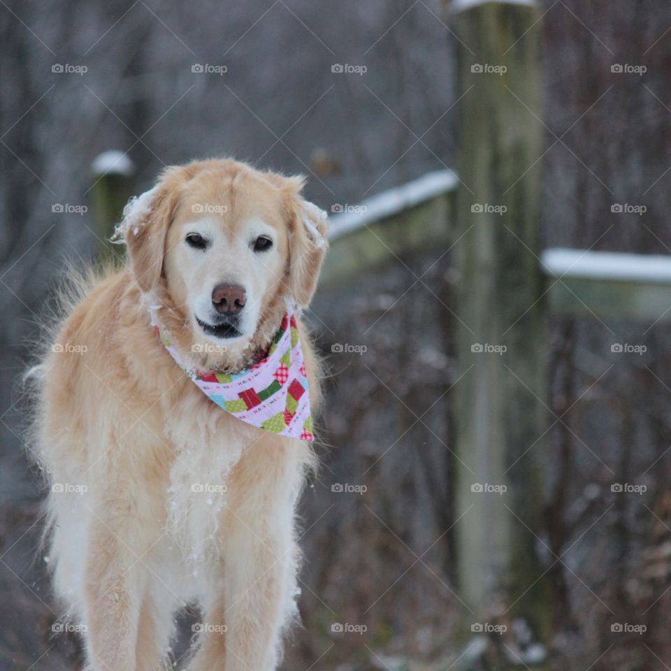 kaci our golden retriever waiting for a walk on a cold snowy fall day