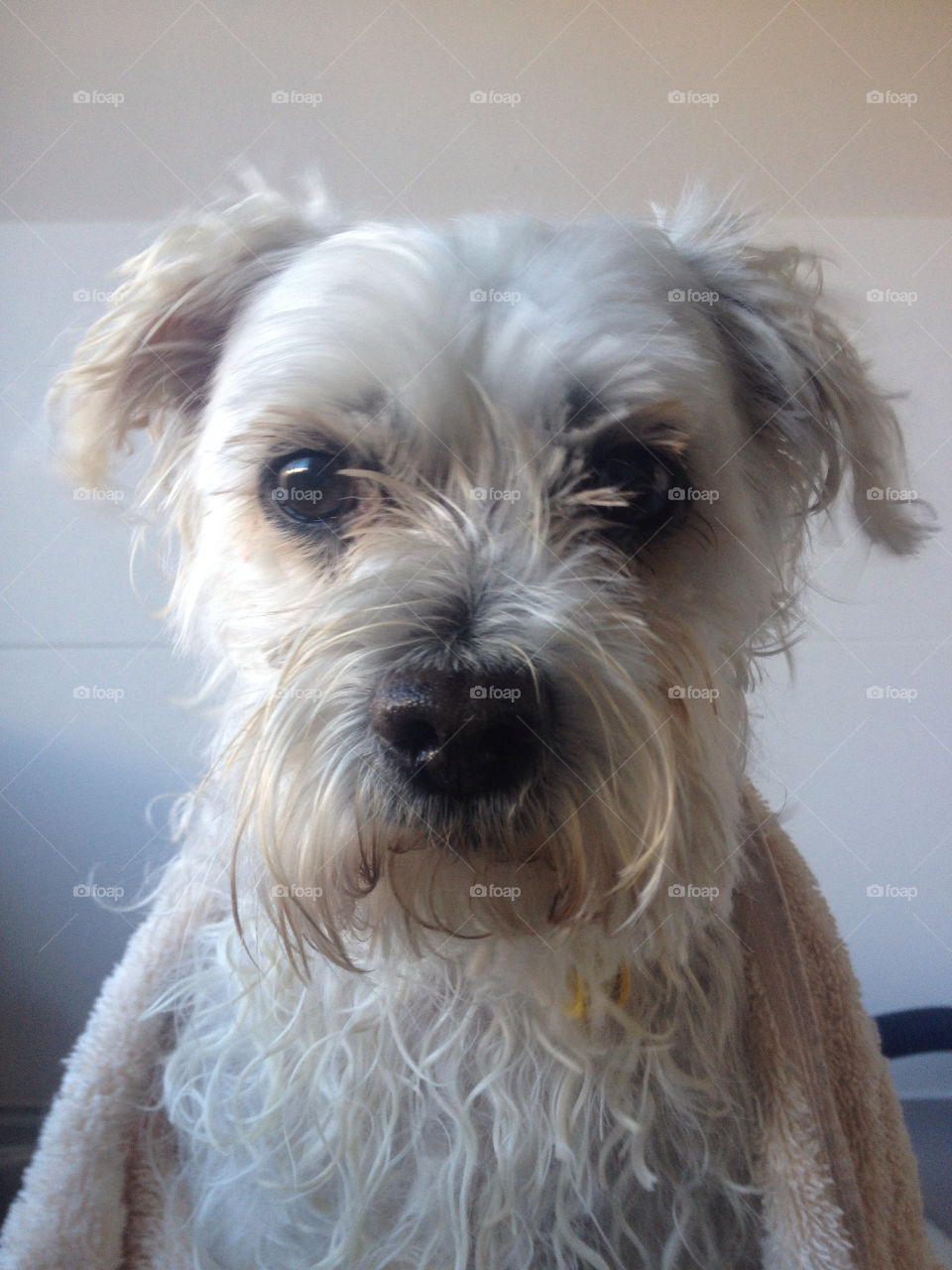 dog cute puppy maltese by splicanka