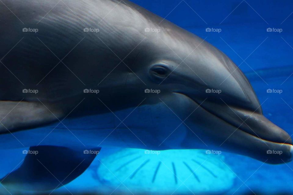 dolphin under water