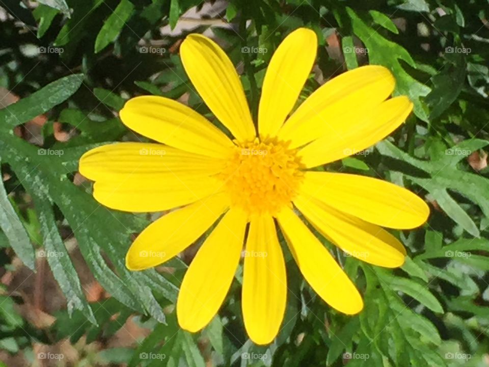 Yellow Flower
