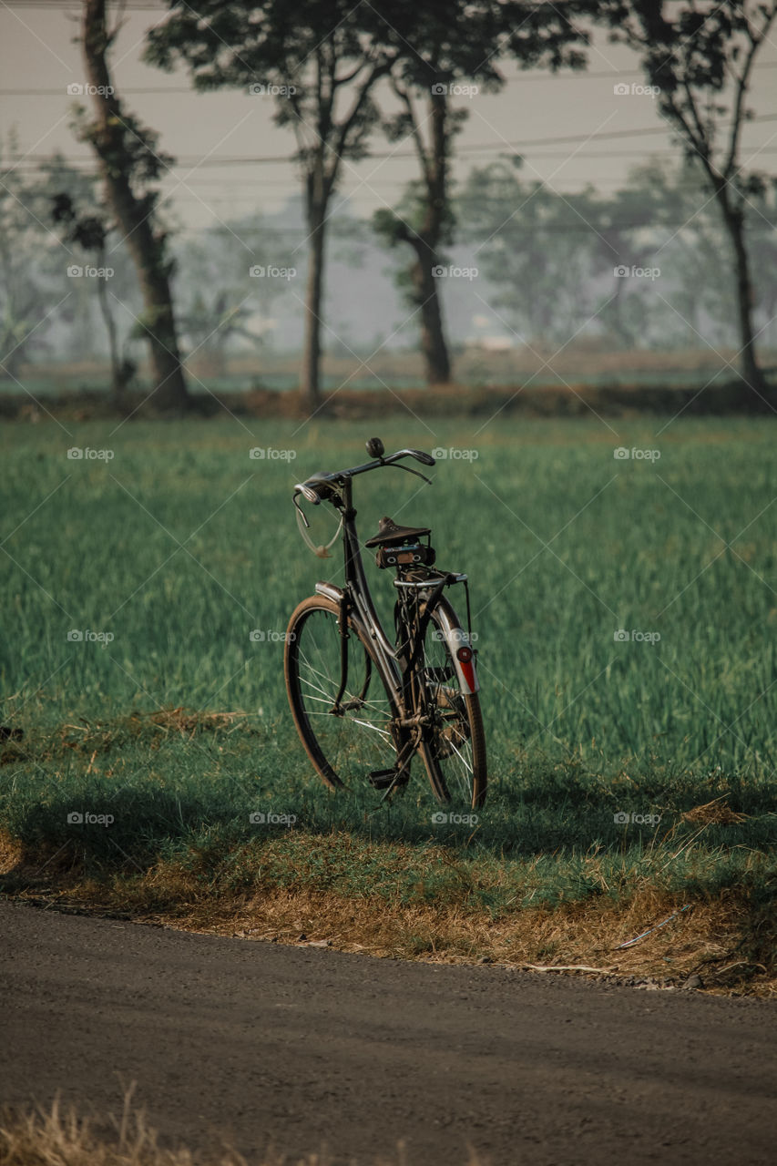 Ontel cycle and Wet rice field in Sukoharjo, Central Java, Indonesia