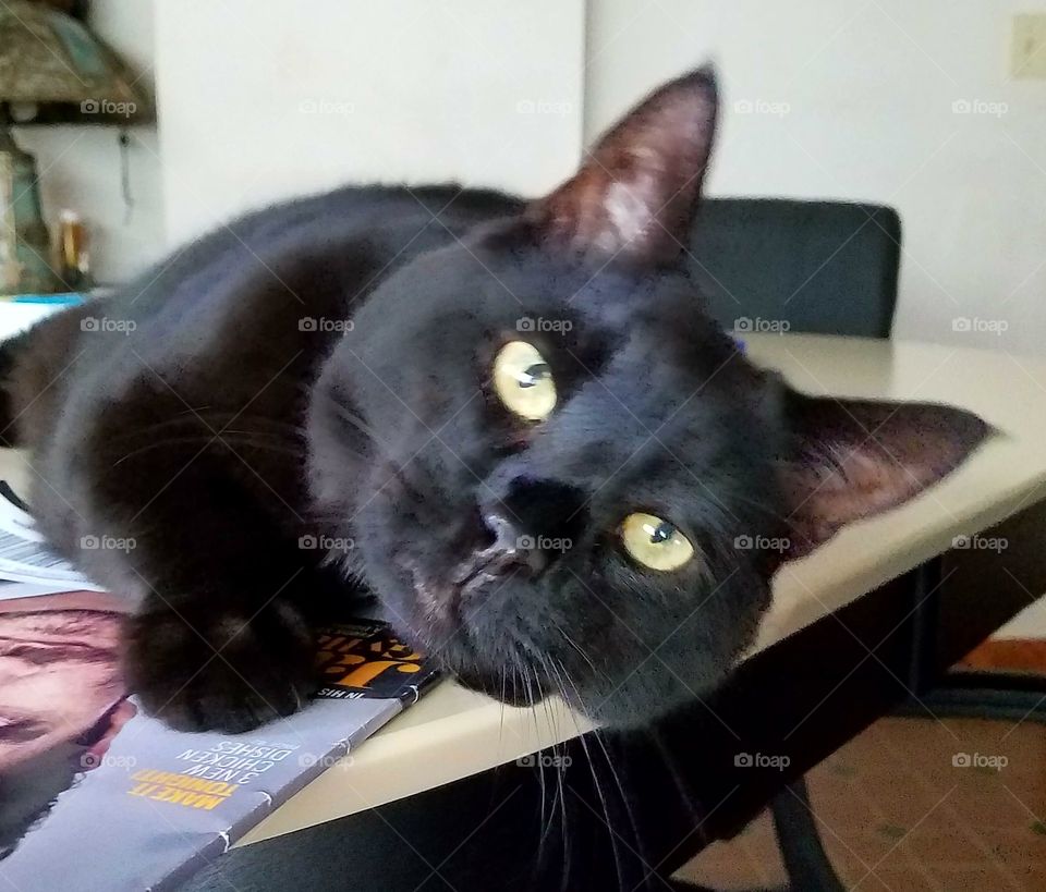 Black cat laying on table looking at camera, green eyes.