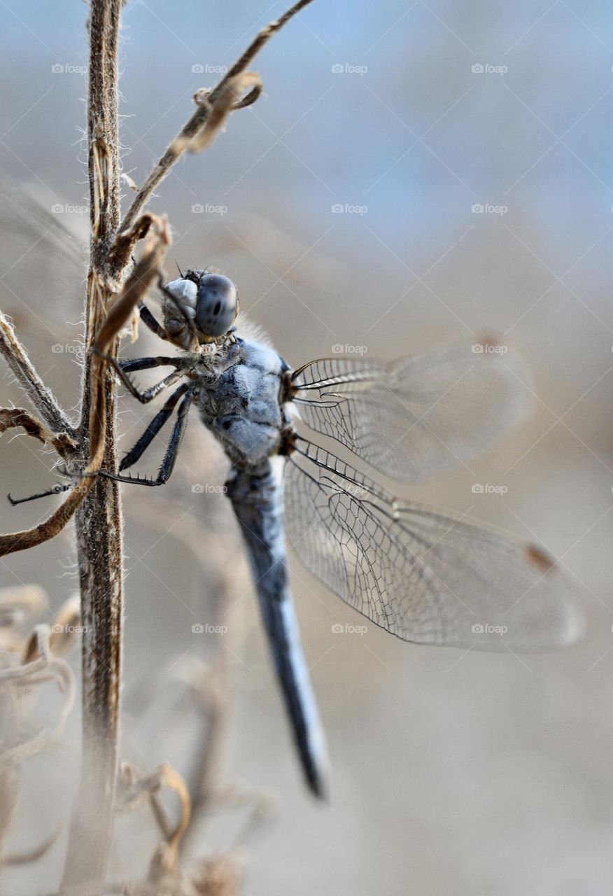 Dragonfly 