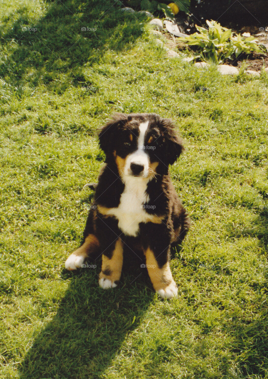 dog animal puppy pet by MagnusPm