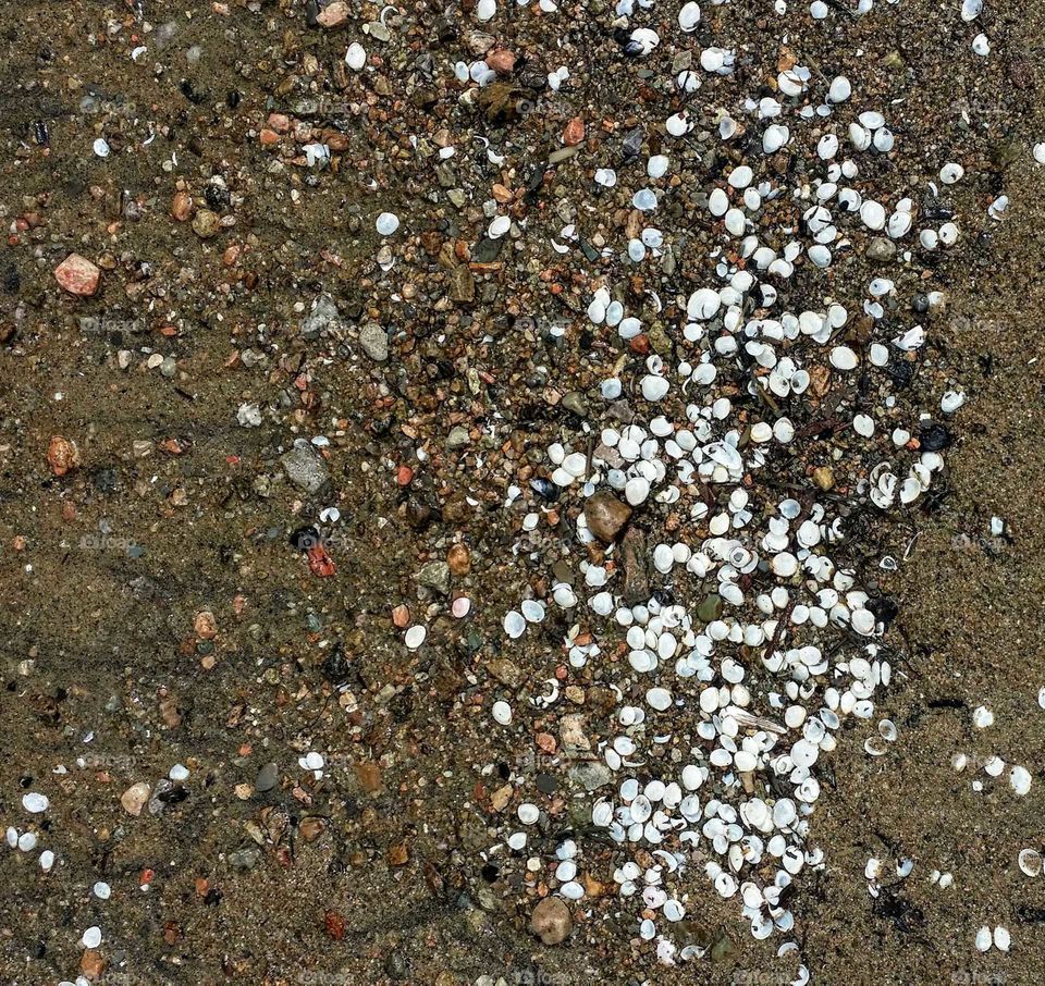 Small white shells on brown sand in the Charlevoix region of Quebec