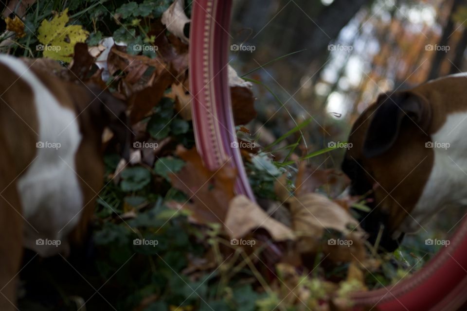 Foraging Muse; My Boxer, Tucker, sniffing through Autumn leaves in front of a mirror reflecting the seasonal forest. 