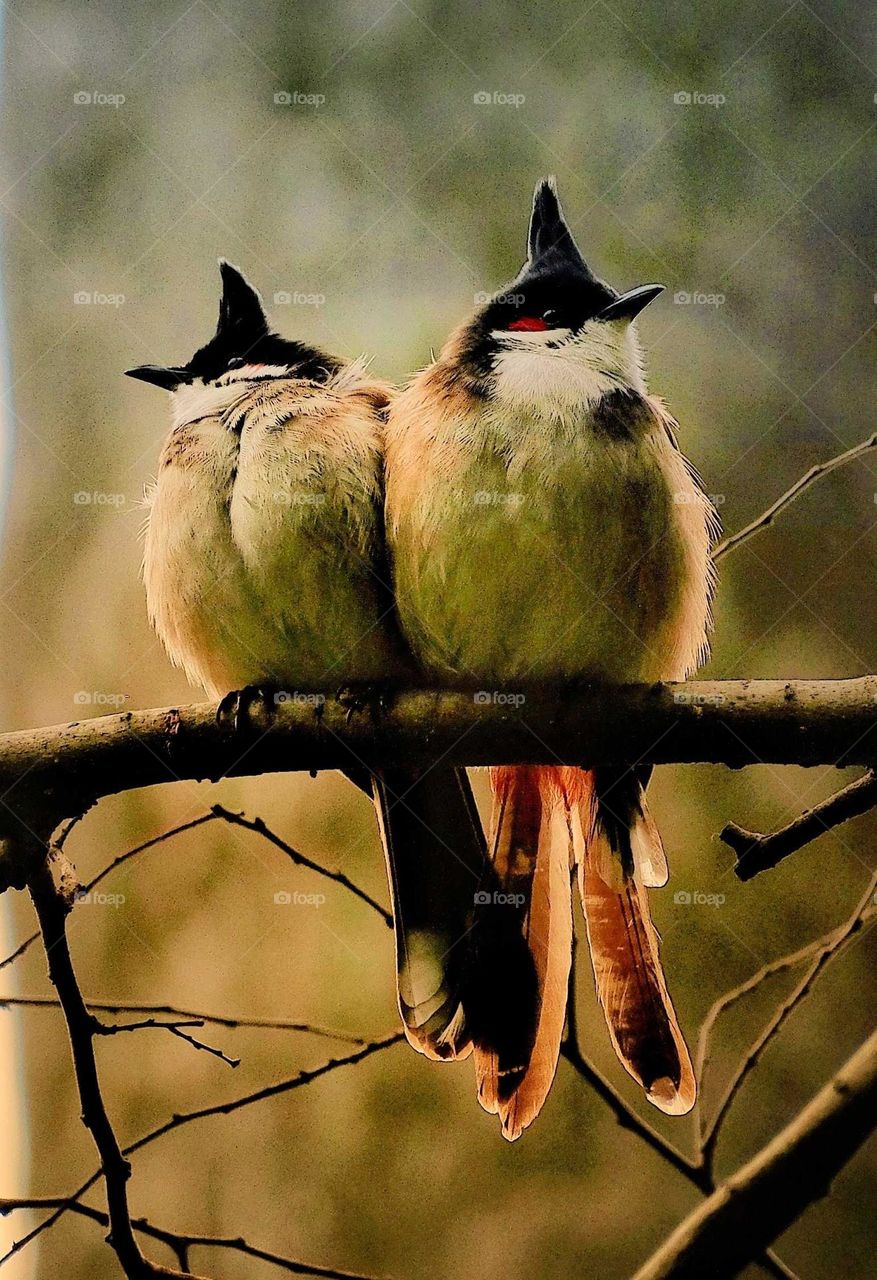 a pair of bird