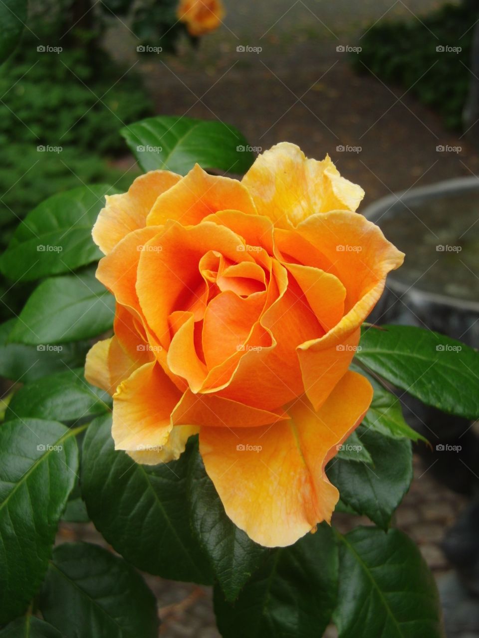 Orange Rose