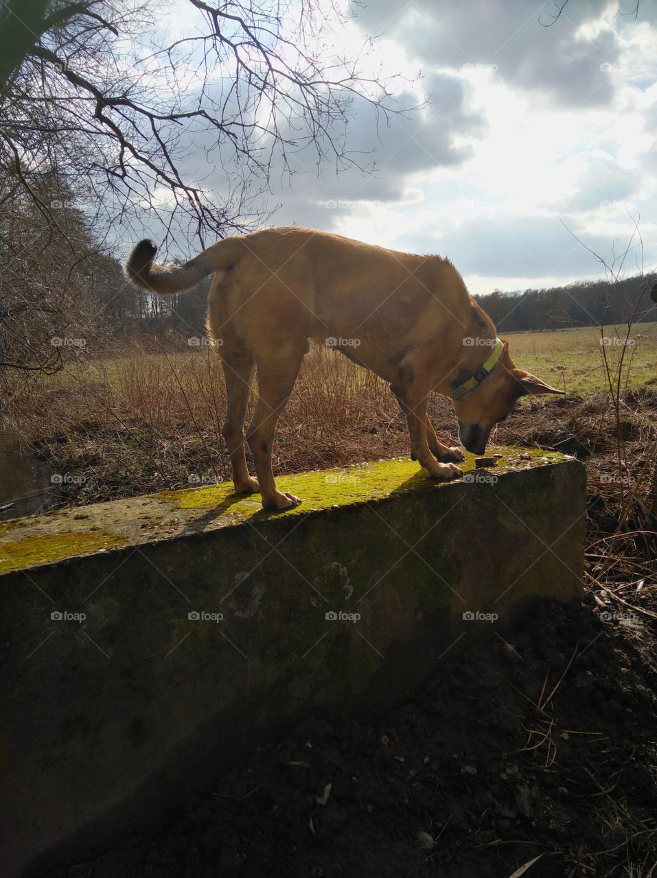 dog on the wall
Hund auf der Mauer