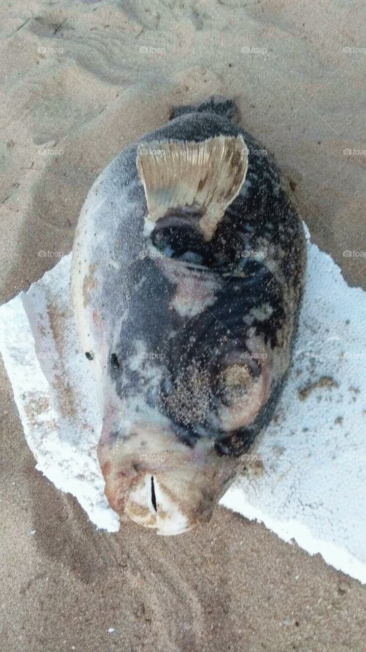 Lokal fish on the sand